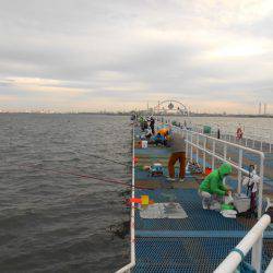 オリジナルメーカー海づり公園(市原市海づり施設) 釣果