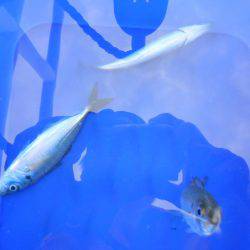 オリジナルメーカー海づり公園(市原市海づり施設) 釣果