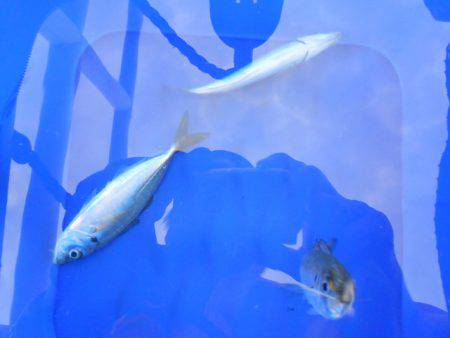 オリジナルメーカー海づり公園(市原市海づり施設) 釣果