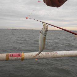 オリジナルメーカー海づり公園(市原市海づり施設) 釣果