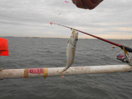オリジナルメーカー海づり公園(市原市海づり施設) 釣果
