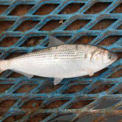 オリジナルメーカー海づり公園(市原市海づり施設) 釣果