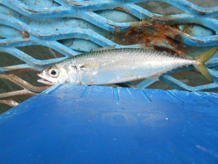 オリジナルメーカー海づり公園(市原市海づり施設) 釣果