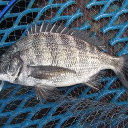 オリジナルメーカー海づり公園(市原市海づり施設) 釣果