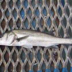 オリジナルメーカー海づり公園(市原市海づり施設) 釣果