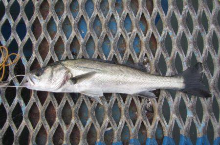 オリジナルメーカー海づり公園(市原市海づり施設) 釣果