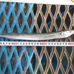 オリジナルメーカー海づり公園(市原市海づり施設) 釣果