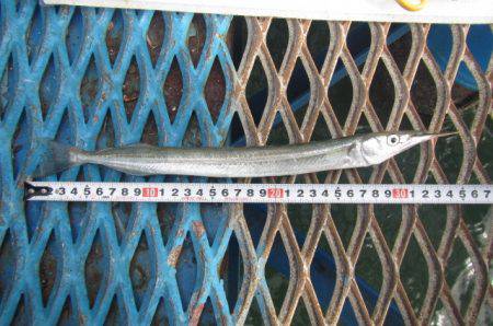 オリジナルメーカー海づり公園(市原市海づり施設) 釣果