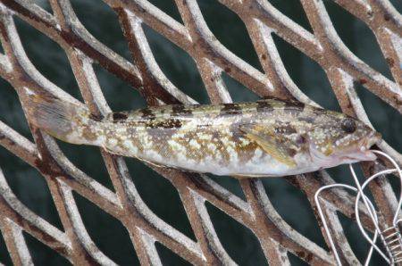 オリジナルメーカー海づり公園(市原市海づり施設) 釣果