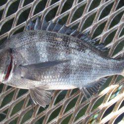 オリジナルメーカー海づり公園(市原市海づり施設) 釣果