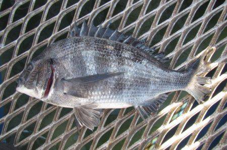 オリジナルメーカー海づり公園(市原市海づり施設) 釣果