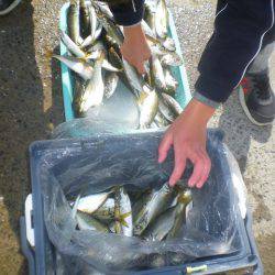 姫路市立遊魚センター 釣果