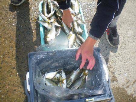 姫路市立遊魚センター 釣果
