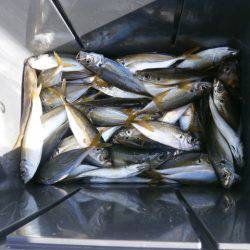 大阪南港海つり公園 釣果