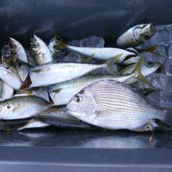 大阪南港海つり公園 釣果