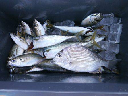 大阪南港海つり公園 釣果