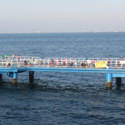 オリジナルメーカー海づり公園(市原市海づり施設) 釣果