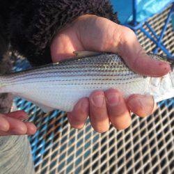 オリジナルメーカー海づり公園(市原市海づり施設) 釣果