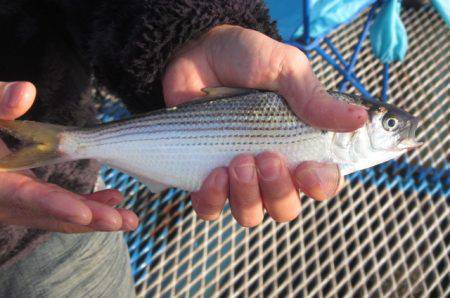 オリジナルメーカー海づり公園(市原市海づり施設) 釣果