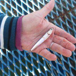 オリジナルメーカー海づり公園(市原市海づり施設) 釣果