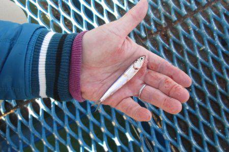 オリジナルメーカー海づり公園(市原市海づり施設) 釣果