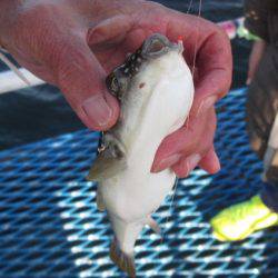 オリジナルメーカー海づり公園(市原市海づり施設) 釣果