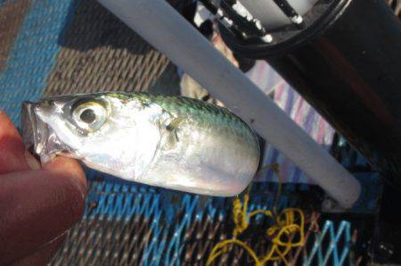 オリジナルメーカー海づり公園(市原市海づり施設) 釣果