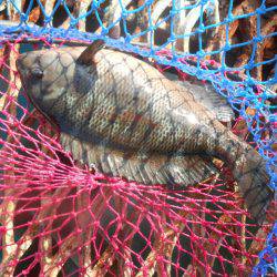 オリジナルメーカー海づり公園(市原市海づり施設) 釣果