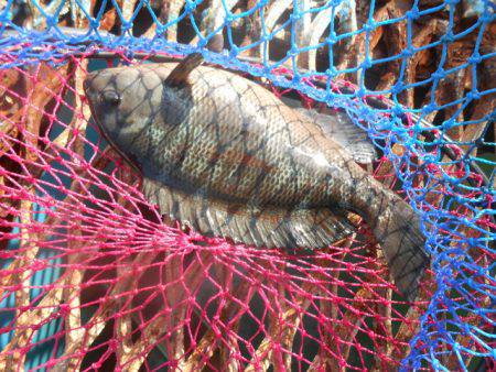 オリジナルメーカー海づり公園(市原市海づり施設) 釣果