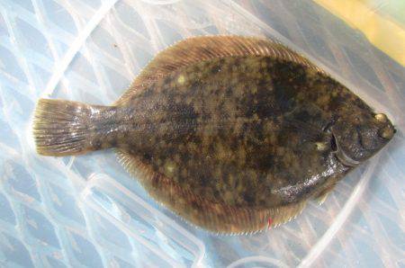 オリジナルメーカー海づり公園(市原市海づり…