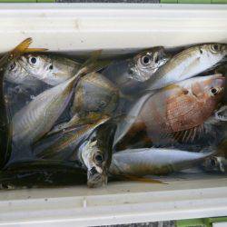 大阪南港海つり公園 釣果