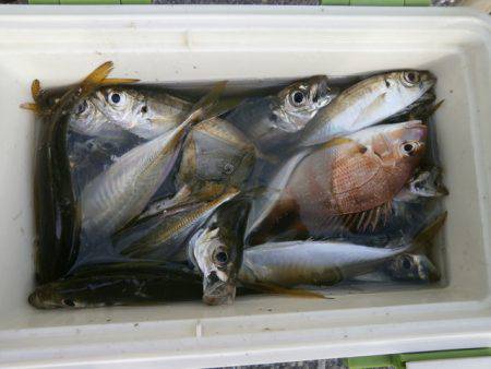 大阪南港海つり公園 釣果