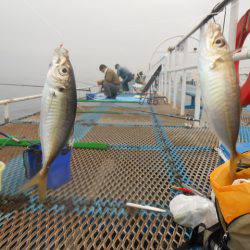オリジナルメーカー海づり公園(市原市海づり施設) 釣果