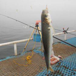 オリジナルメーカー海づり公園(市原市海づり施設) 釣果