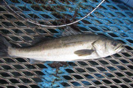 オリジナルメーカー海づり公園(市原市海づり施設) 釣果