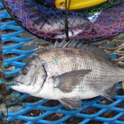 オリジナルメーカー海づり公園(市原市海づり施設) 釣果
