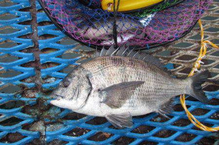 オリジナルメーカー海づり公園(市原市海づり施設) 釣果