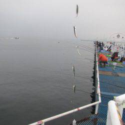 オリジナルメーカー海づり公園(市原市海づり施設) 釣果