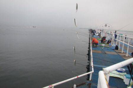 オリジナルメーカー海づり公園(市原市海づり施設) 釣果