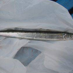 オリジナルメーカー海づり公園(市原市海づり施設) 釣果