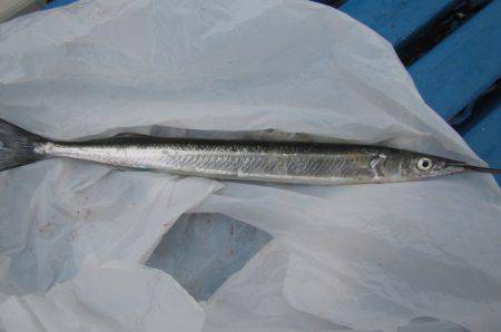 オリジナルメーカー海づり公園(市原市海づり施設) 釣果