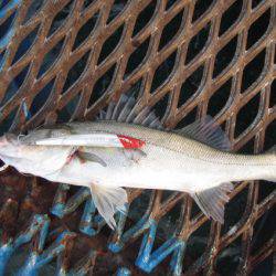 オリジナルメーカー海づり公園(市原市海づり施設) 釣果