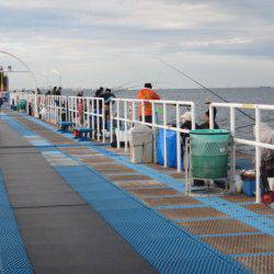 オリジナルメーカー海づり公園(市原市海づり施設) 釣果