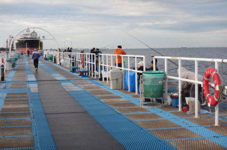 オリジナルメーカー海づり公園(市原市海づり施設) 釣果