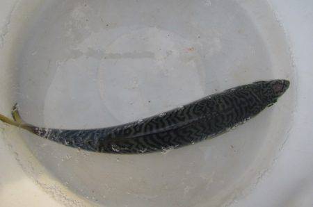 オリジナルメーカー海づり公園(市原市海づり施設) 釣果