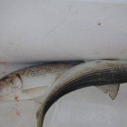 オリジナルメーカー海づり公園(市原市海づり施設) 釣果