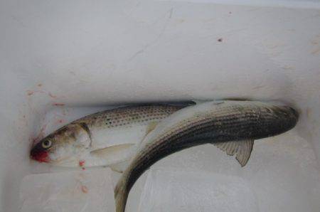 オリジナルメーカー海づり公園(市原市海づり施設) 釣果