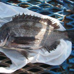 オリジナルメーカー海づり公園(市原市海づり施設) 釣果