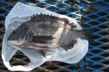 オリジナルメーカー海づり公園(市原市海づり施設) 釣果