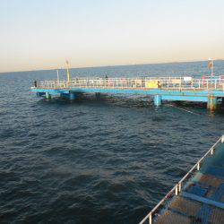 オリジナルメーカー海づり公園(市原市海づり施設) 釣果
